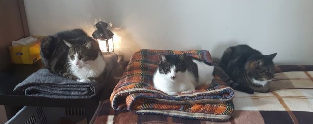 14445977_1285996674758371_3999013336035165464_n